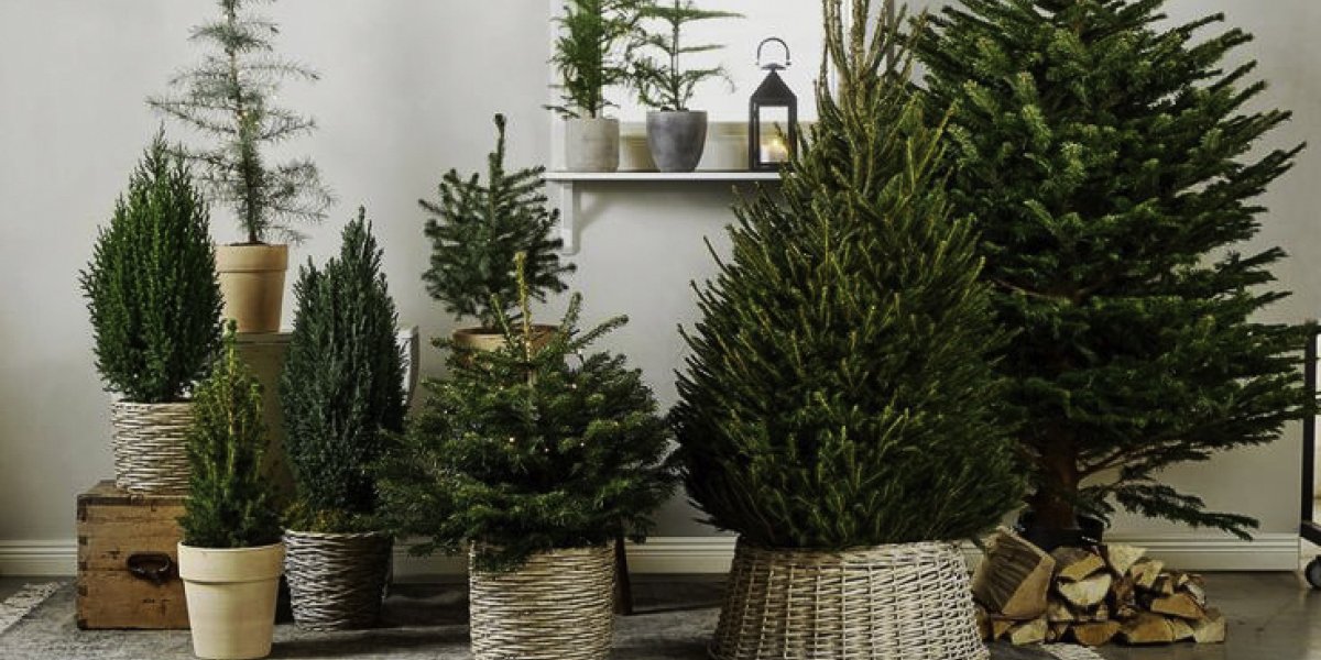 Секрет химиков: почему на Новый год нужно ставить именно живую елку Секрет химиков: почему на Новый год нужно ставить именно живую елку