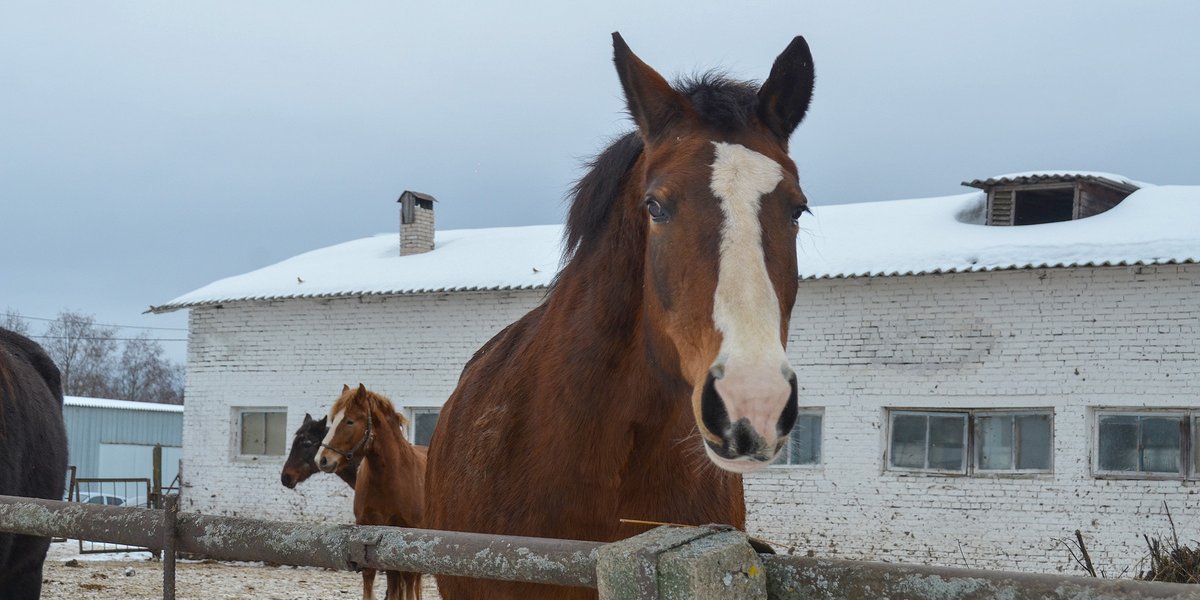 Год Красной Лошади: кому 2026-й принесет удачу, а кому стоит быть начеку Год Красной Лошади: кому 2026-й принесет удачу, а кому стоит быть начеку